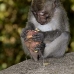 monkey_macaque_balinese_mf_ubud_v_1173_bal4891.jpg